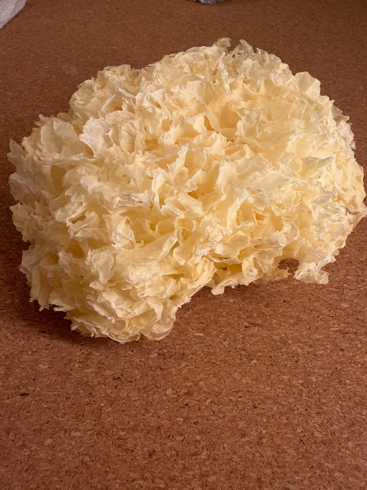 What Are the Benefits of Tremella Mushroom Serum for Your Skin?
