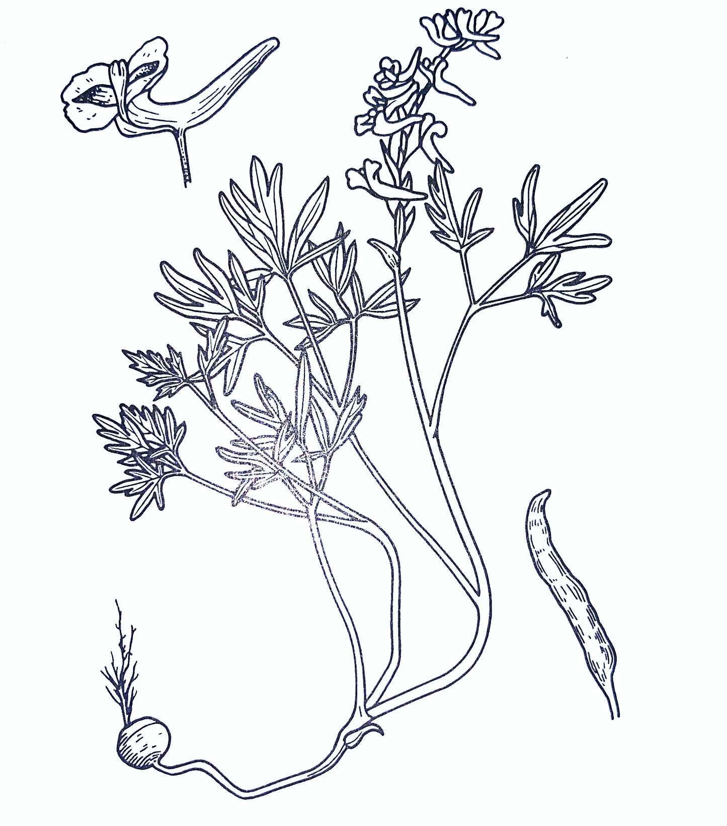 Corydalis Extract: Why Yanhusuo Extract Works Best with Other Herbs
